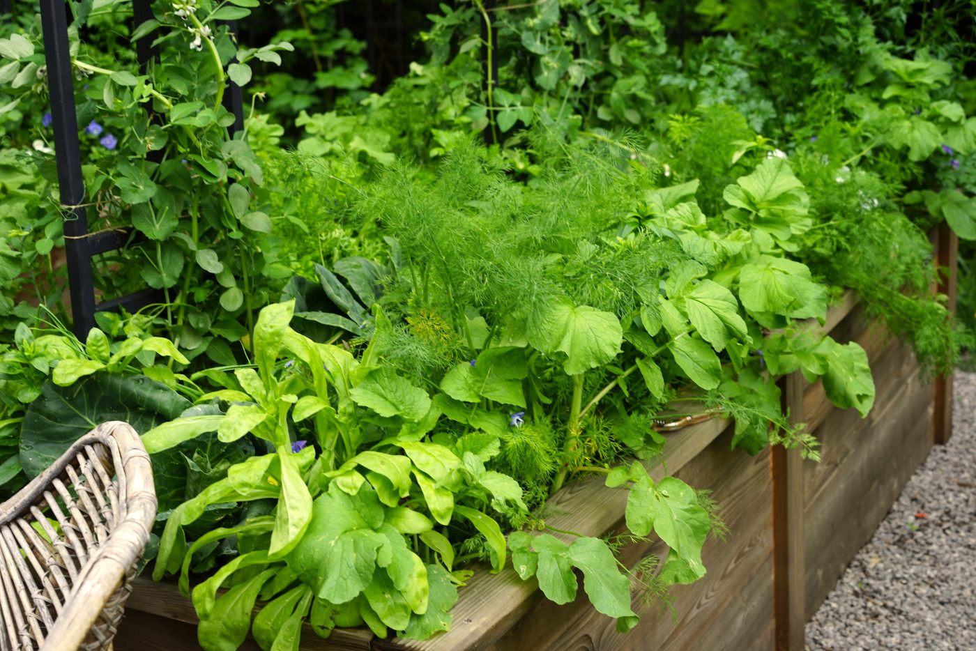 dill growing in raised bed