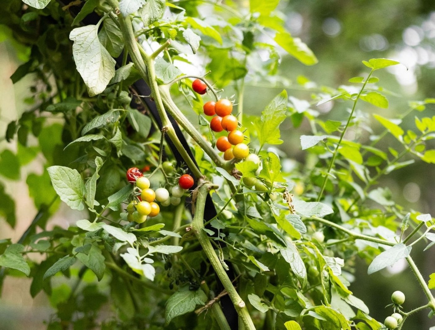 tomato suckers on indeterminate tomato plant