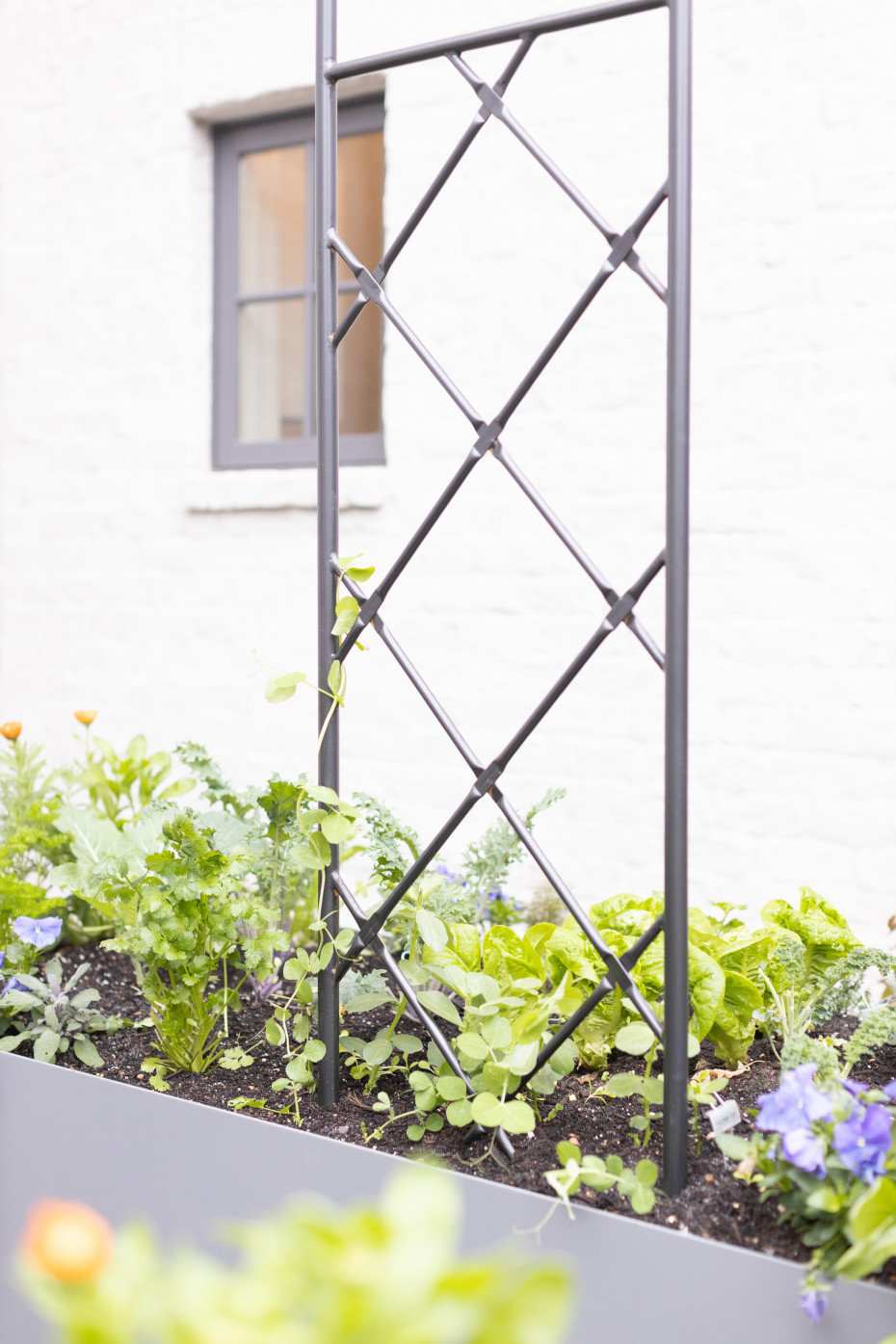 5 Questions To Ask Your Garden Consultant
