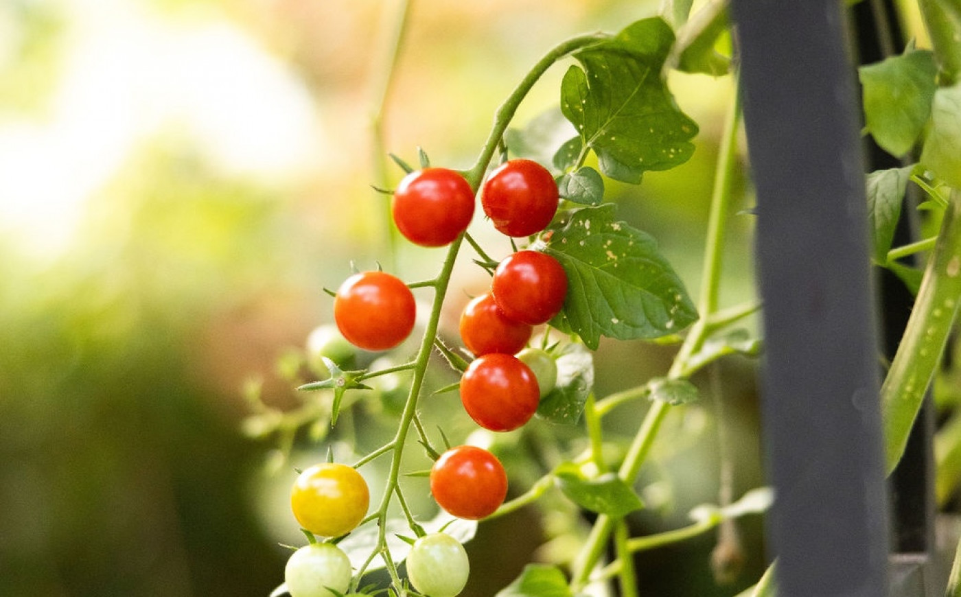 tomatoes with flea beetle damage