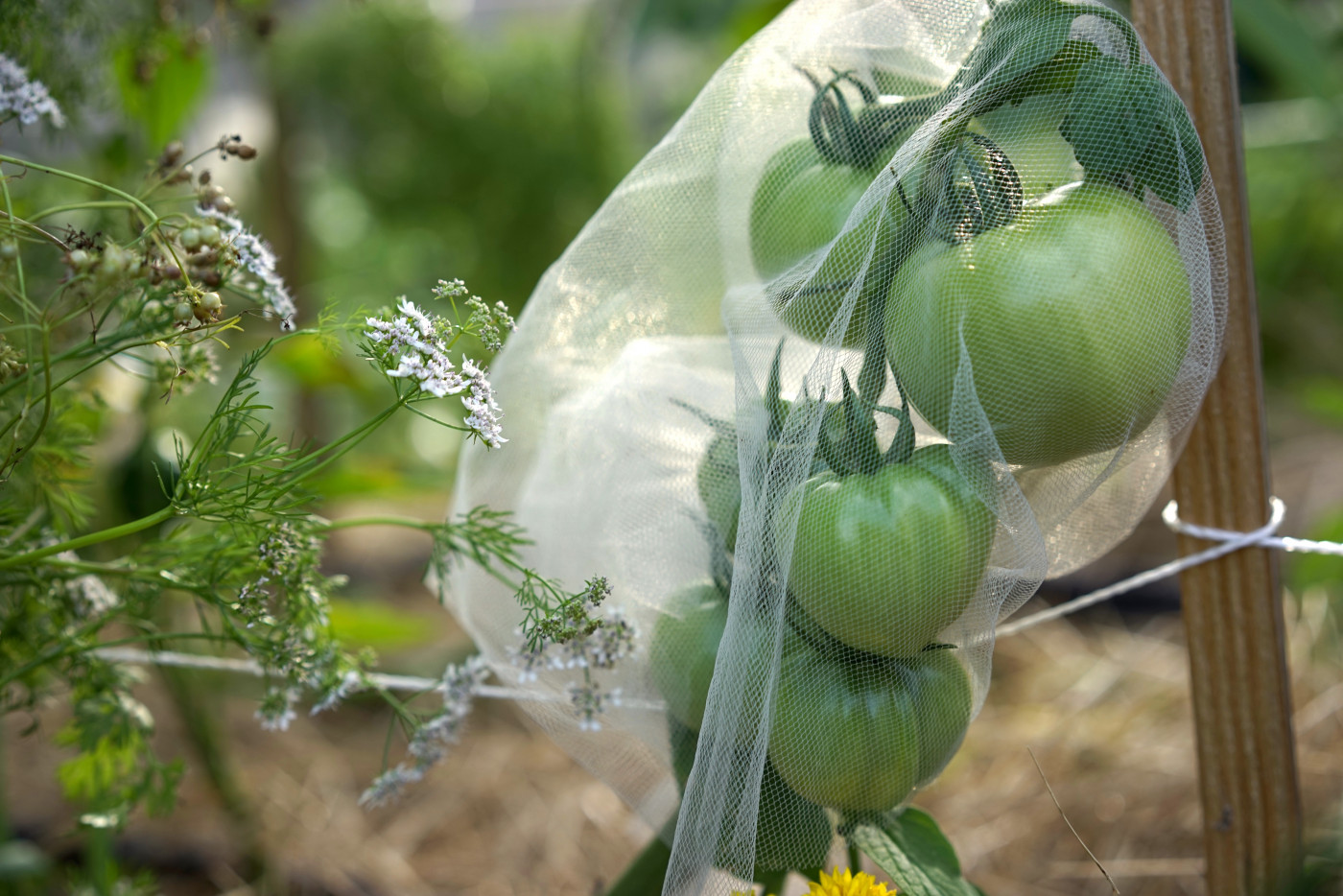 tomatoes in mesh bag for pest protection