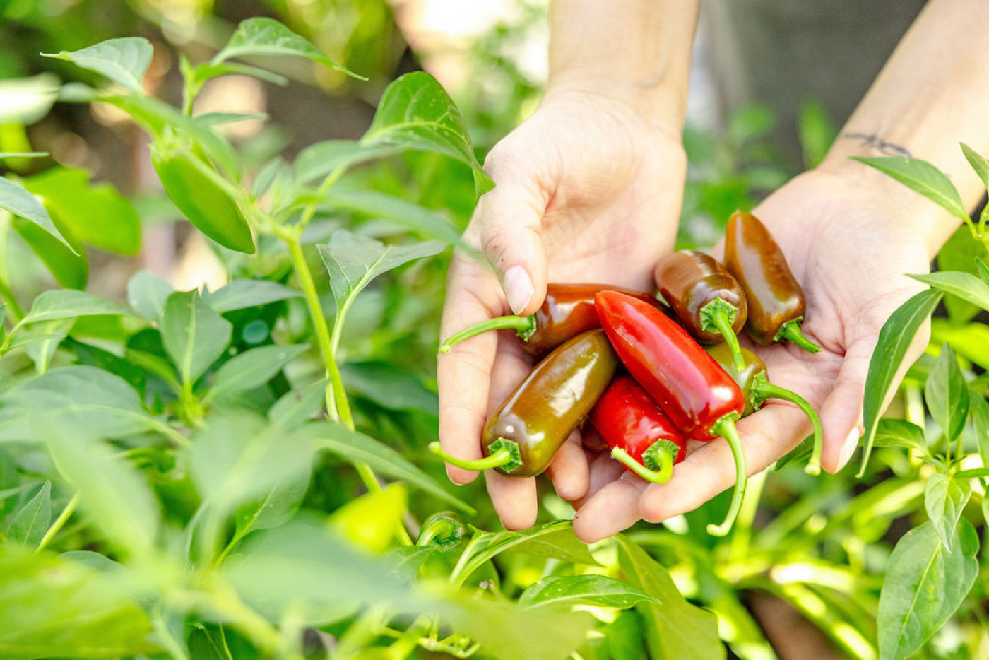 jalapeno peppers