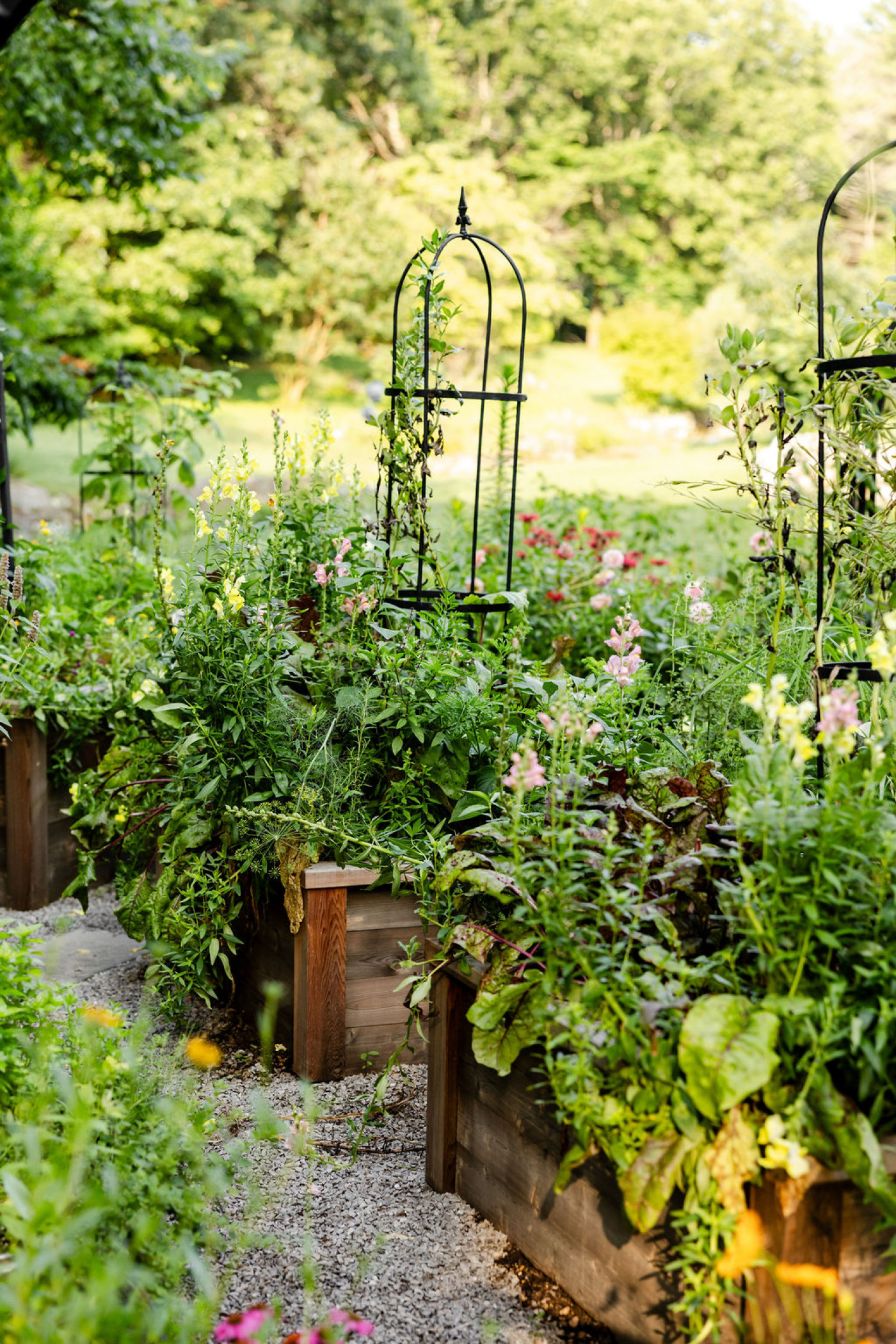 cedar raised beds overflowing with plants in kitchen garden