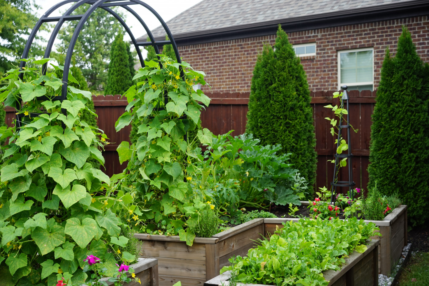 Close-up view of cucumber vines climbing an arch trellis in a raised bed garden with herbs, lettuce, and flowers.