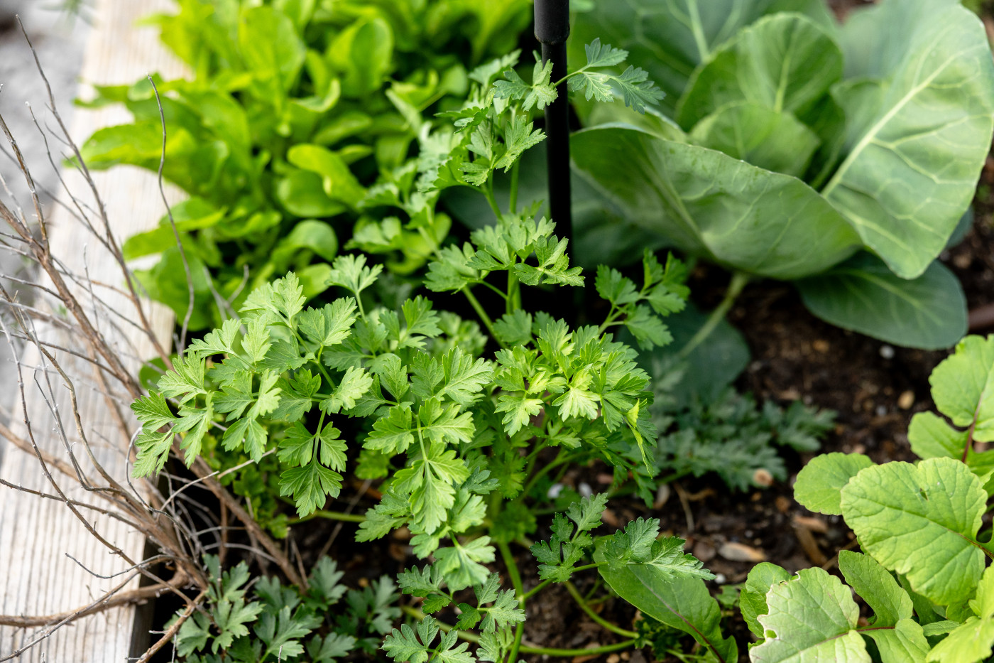 grow herbs in your fall garden