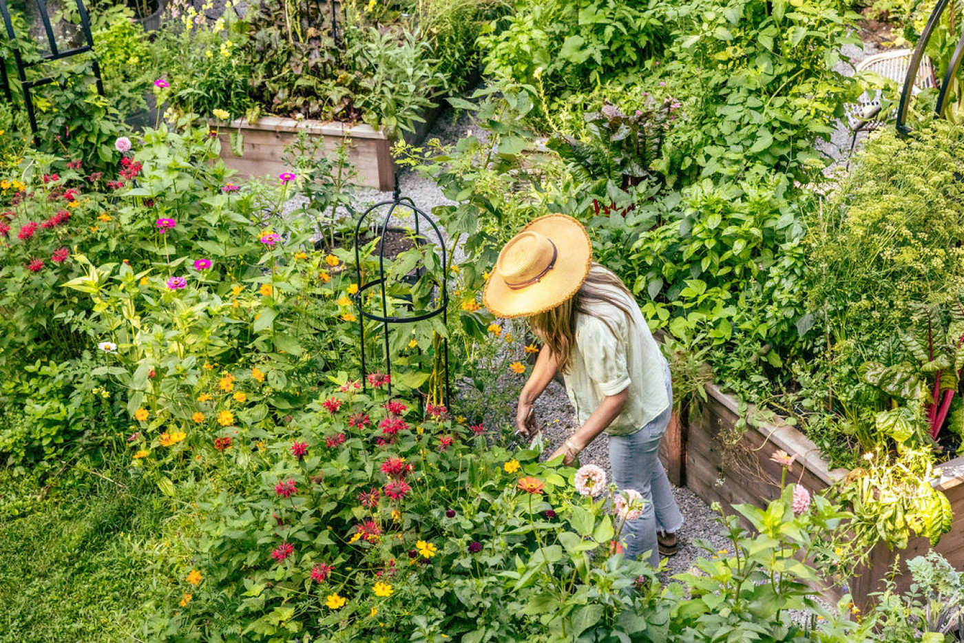 gardener in lush kitchen garden with raised beds cutting flowers