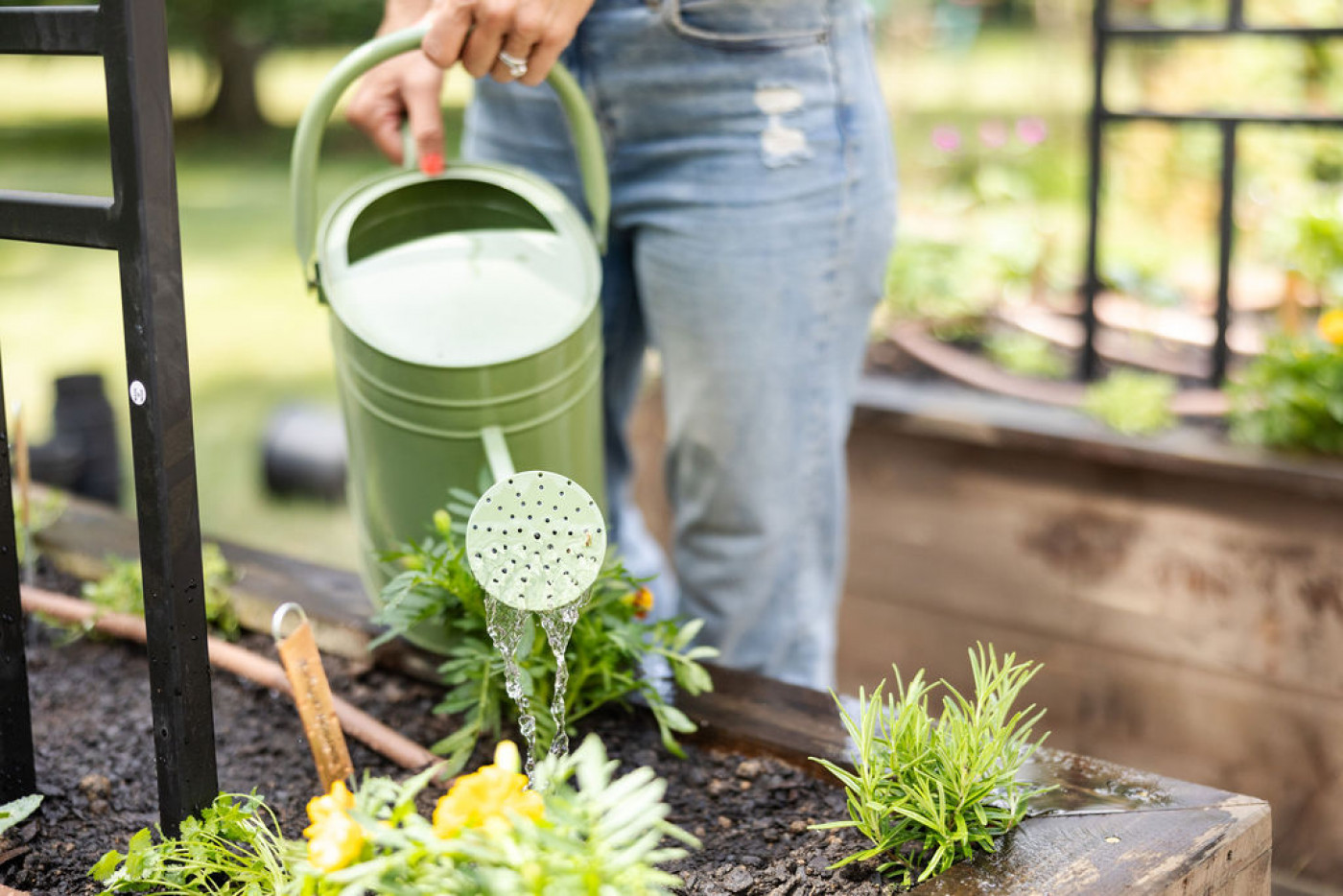 Person watering young plants in a raised garden bed using a green metal watering can, with flowers and herbs growing in fresh soil.