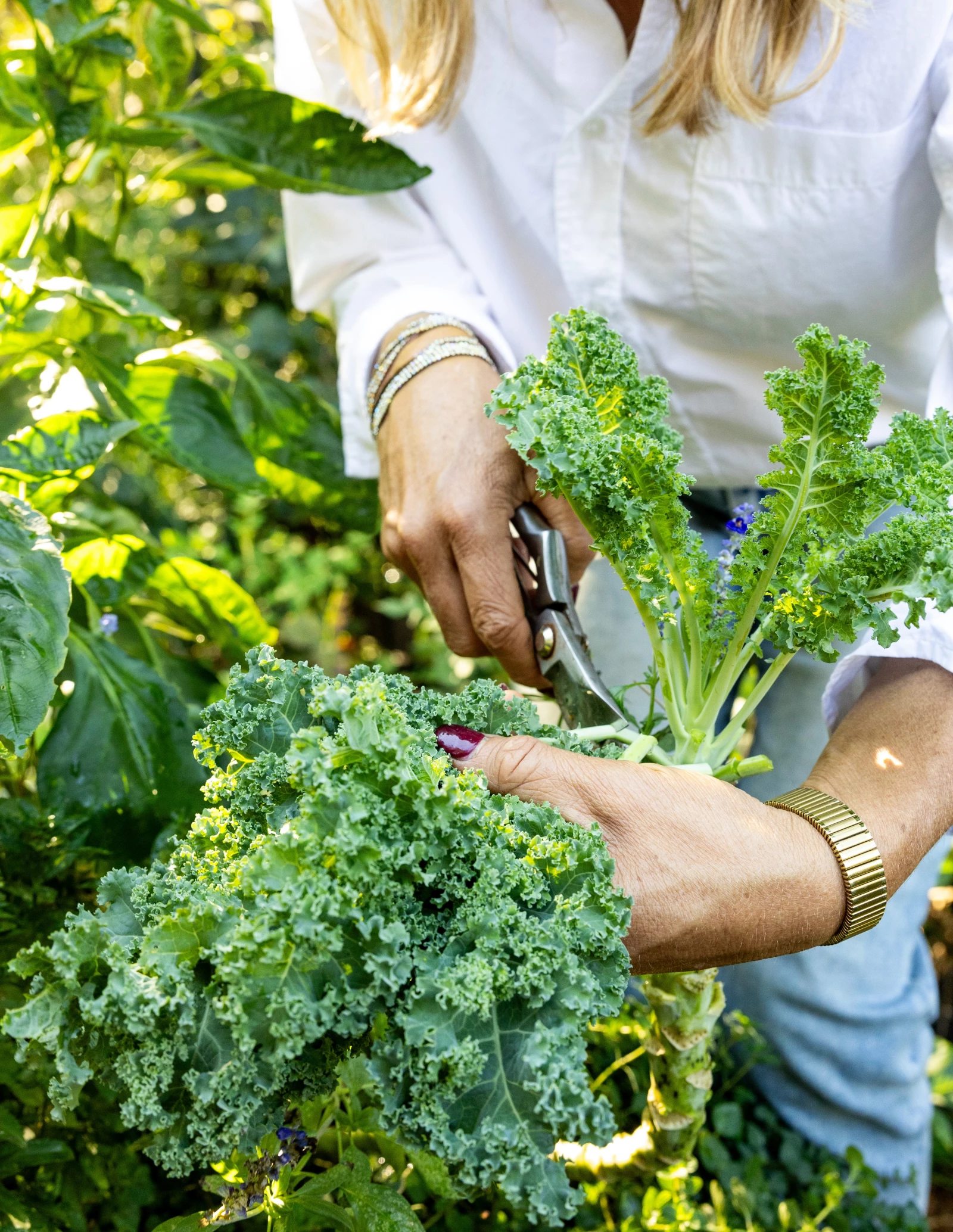 How To Harvest Kale And Encourage More Leaf Growth Gardenary