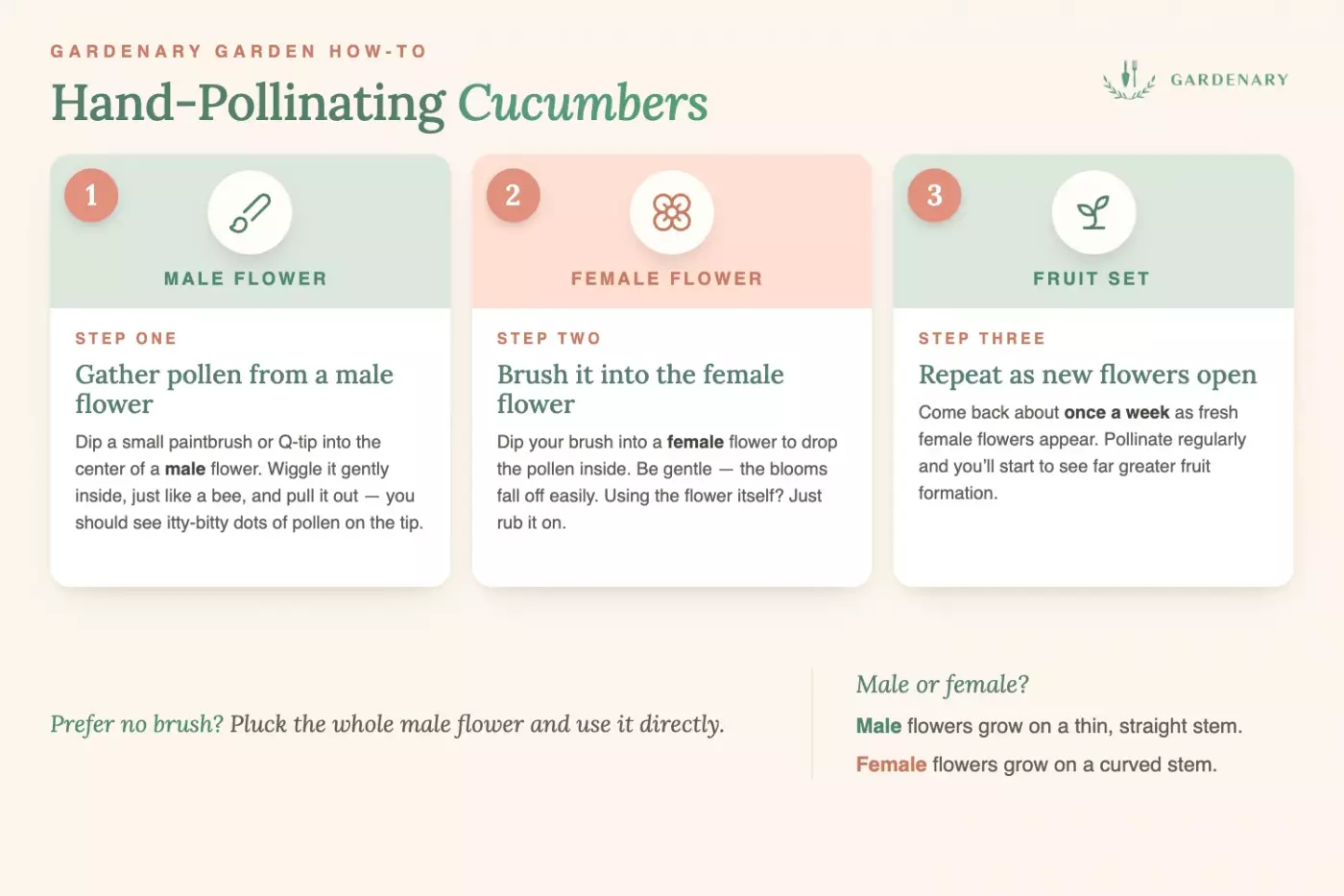 Gardenary infographic showing three steps to hand pollinate cucumbers: gather pollen from a male flower with a paintbrush or Q-tip, brush it into a female flower, and repeat weekly as new flowers open. Includes a quick visual guide to identifying male flowers (thin straight stem) vs. female flowers (curved stem).
