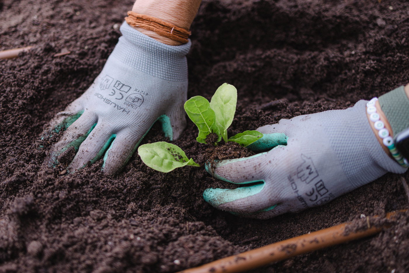 A young plant being planted into soil