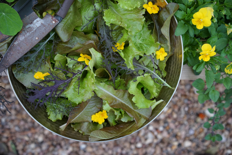 organic salad harvest from a salad garden