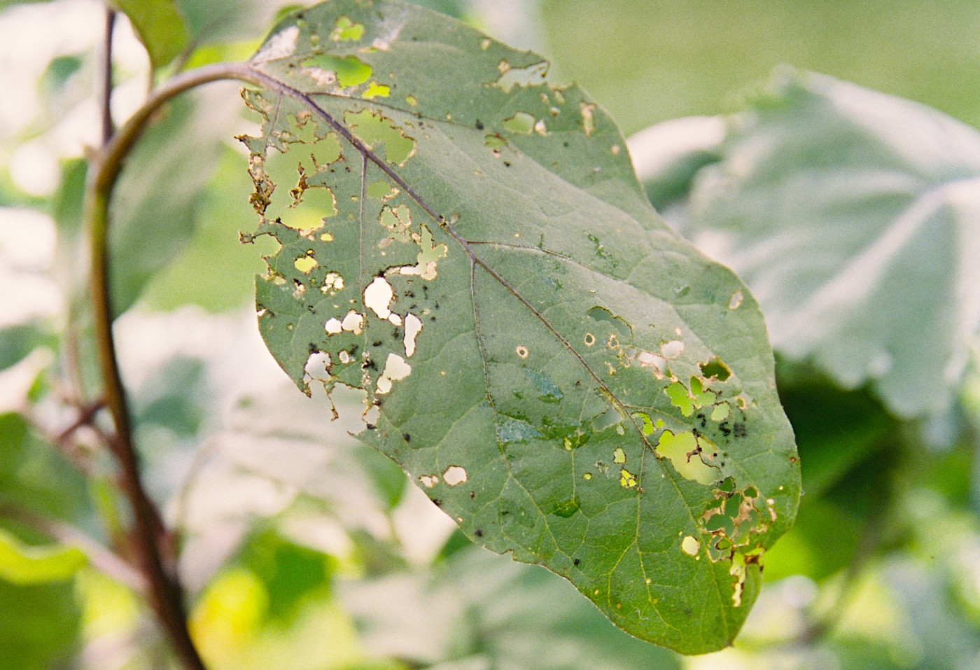 flea beetle damage on eggplant leaf