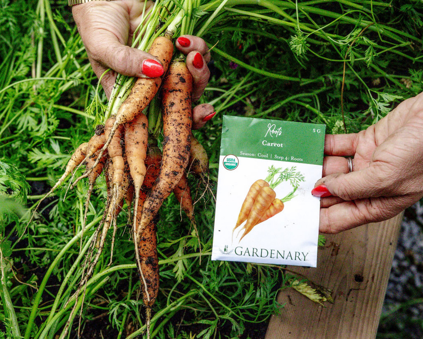 Gardener showing a handful of freshly harvested carrots alongside a Gardenary carrot seed packet.