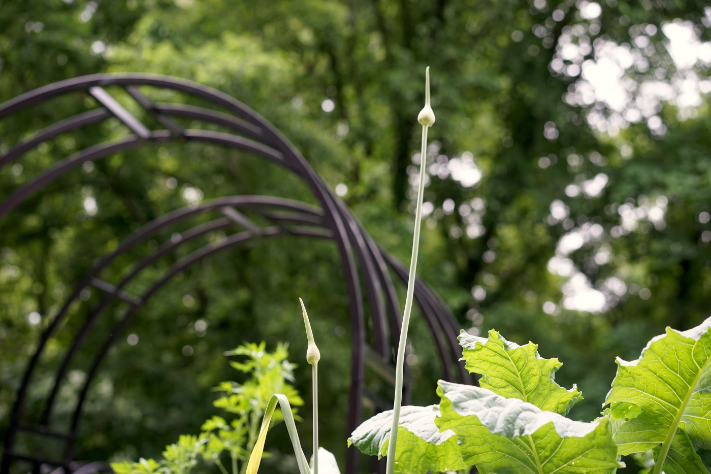 garlic scapes