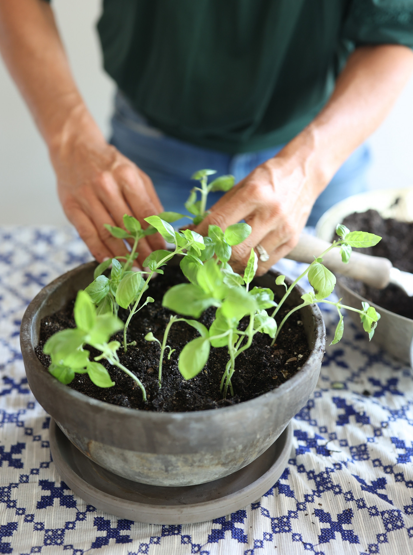 person planting basil cuttings in pot