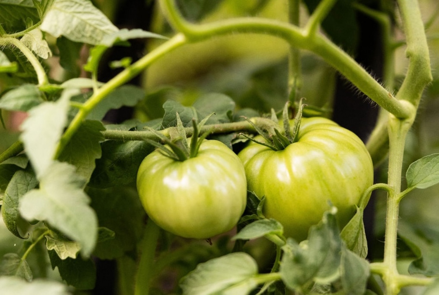 mature green tomatoes