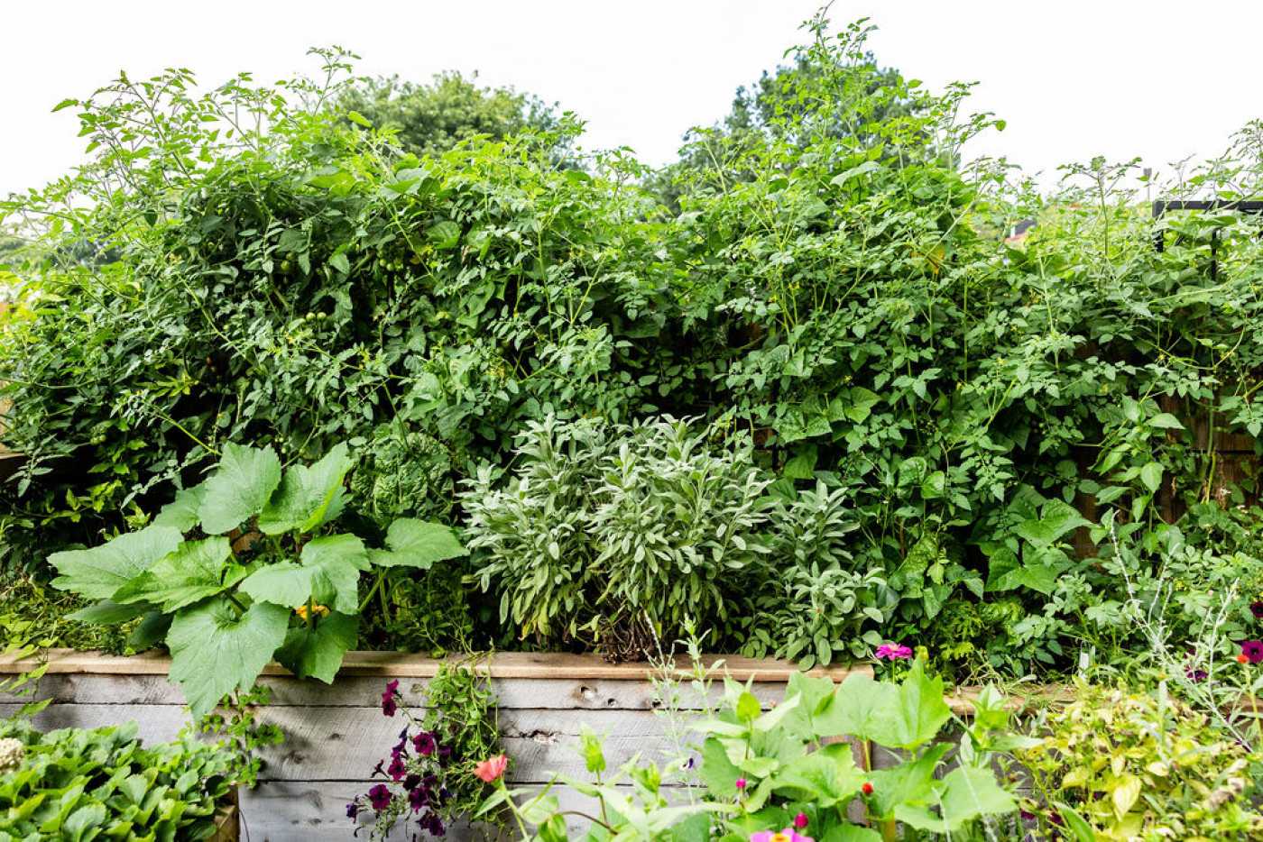 best companion plants for tomatoes