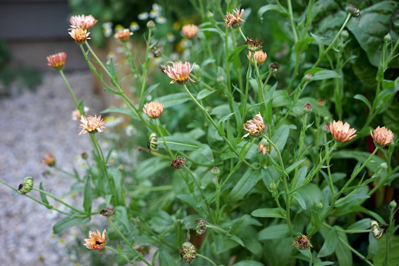 pink calendula flowers