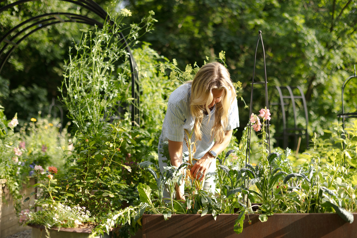 raised beds are easier to tend than in-ground gardens
