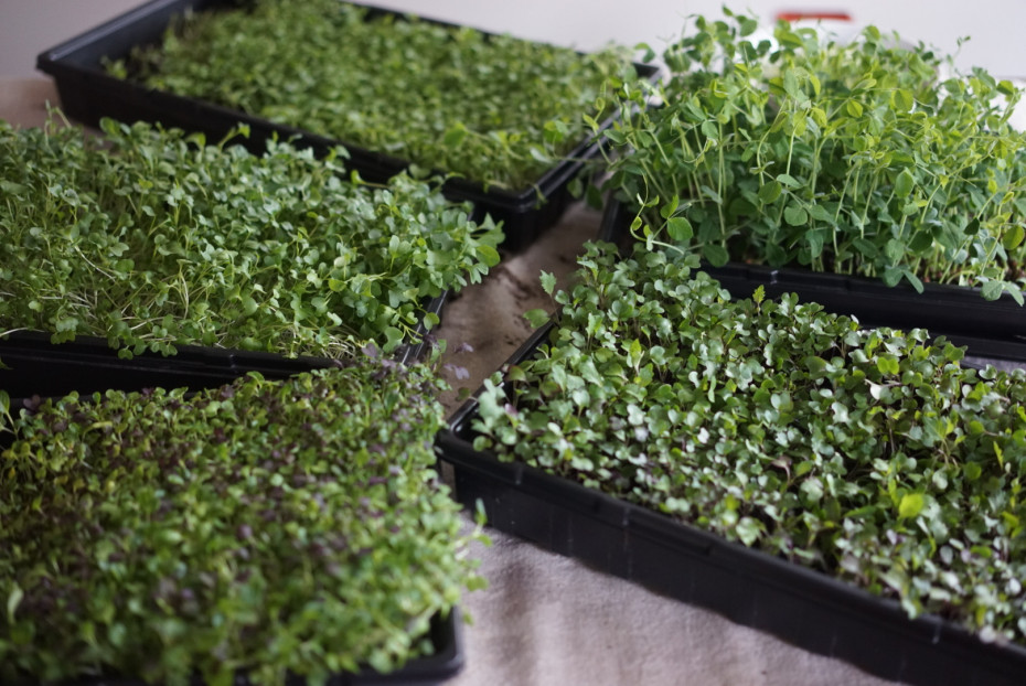 How Much Does It Cost to Grow Microgreens at Home? • Gardenary