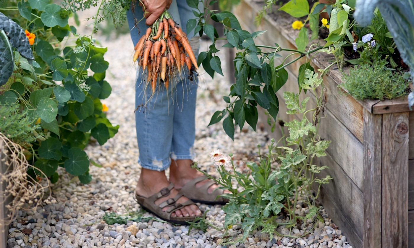 volunteer calendula