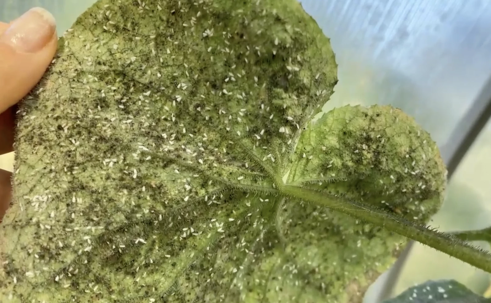 A photo of the underside of a leaf covered in whiteflies