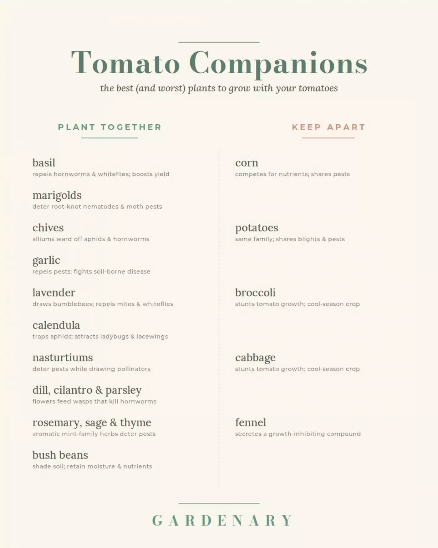 A two-column reference graphic titled "Tomato Companions: the best (and worst) plants to grow with your tomatoes." The left column, labeled "Plant Together," lists basil (repels hornworms and whiteflies; boosts yield), marigolds (deter root-knot nematodes and moth pests), chives (alliums ward off aphids and hornworms), garlic (repels pests; fights soil-borne disease), lavender (draws bumblebees; repels mites and whiteflies), calendula (traps aphids; attracts ladybugs and lacewings), nasturtiums (deter pests while drawing pollinators), dill, cilantro and parsley (flowers feed wasps that kill hornworms), rosemary, sage and thyme (aromatic mint-family herbs deter pests), and bush beans (shade soil; retain moisture and nutrients). The right column, labeled "Keep Apart," lists corn (competes for nutrients; shares pests), potatoes (same family; shares blights and pests), broccoli (stunts tomato growth; cool-season crop), cabbage (stunts tomato growth; cool-season crop), and fennel (secretes a growth-inhibiting compound). A Gardenary logo appears at the bottom.