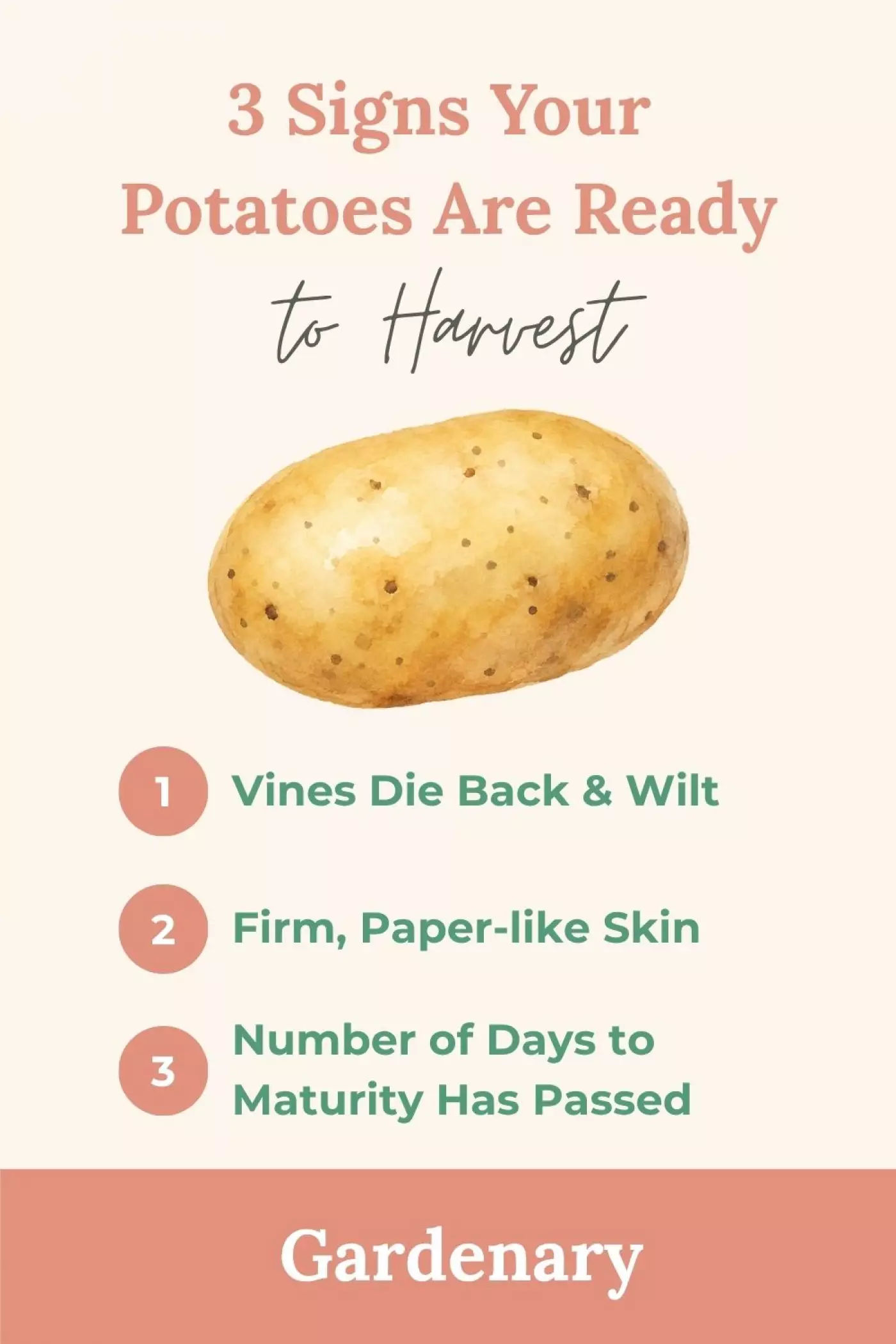 Pinterest-style gardening infographic from Gardenary showing 3 signs your potatoes are ready to harvest. Features a watercolor potato illustration on a cream background with three numbered signs: 1) Vines Die Back & Wilt, 2) Firm, Paper-like Skin, 3) Number of Days to Maturity Has Passed. A helpful visual guide for home gardeners growing potatoes in raised beds.