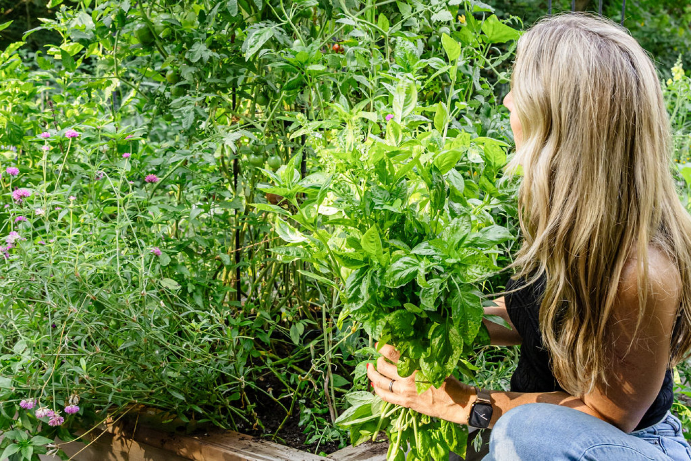 person holding large bundle of basil leaves in garden