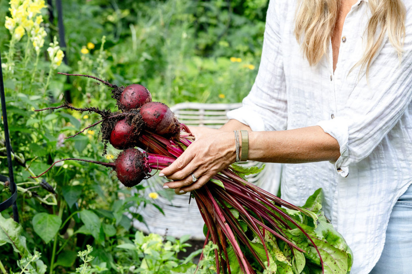 beets pulled from fall garden