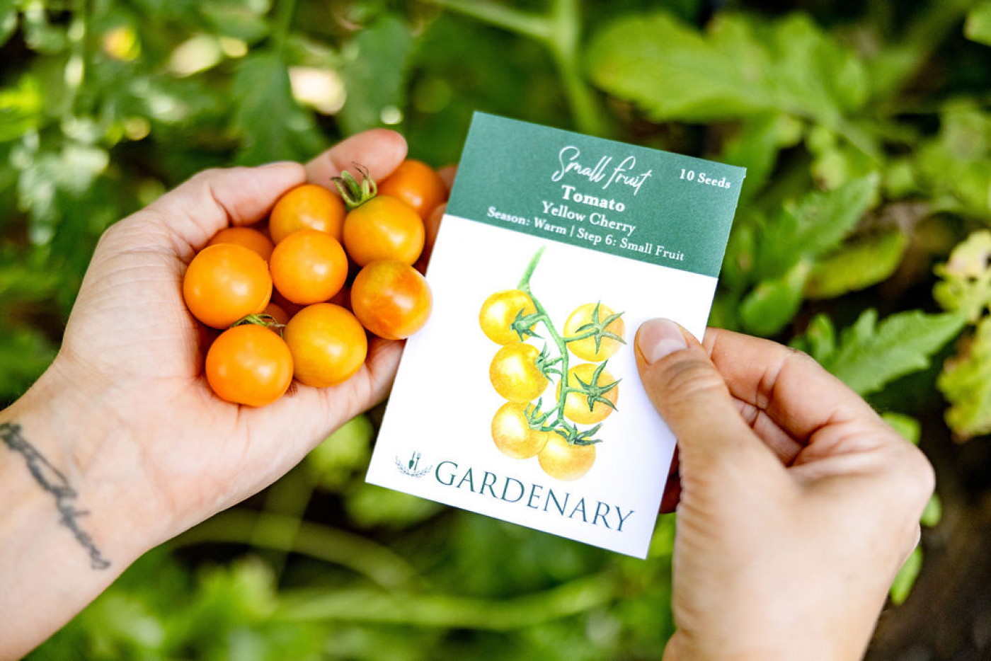 Sungold Tomatoes