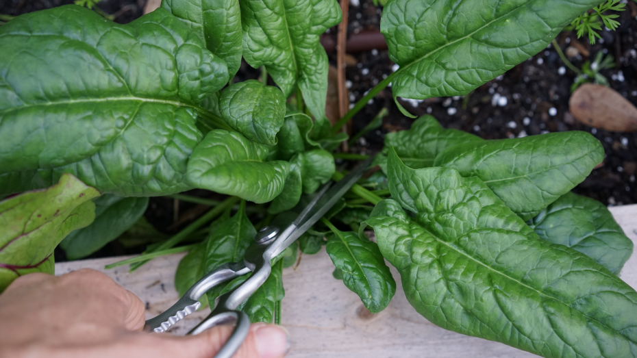cutting leaves from plant for salad