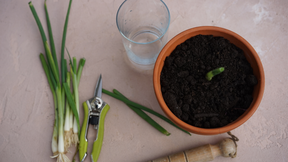 Make Garden Magic - Green Onions Project