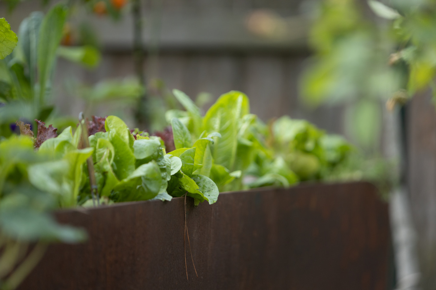 romaine lettuce growing on the edge of raised garden bed