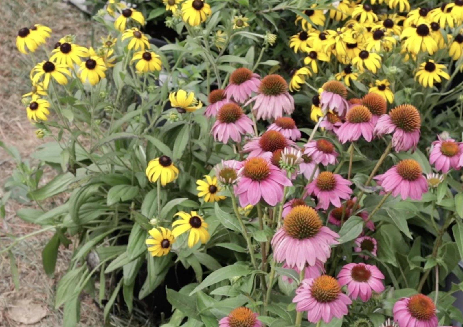 native plants  including coneflowers
