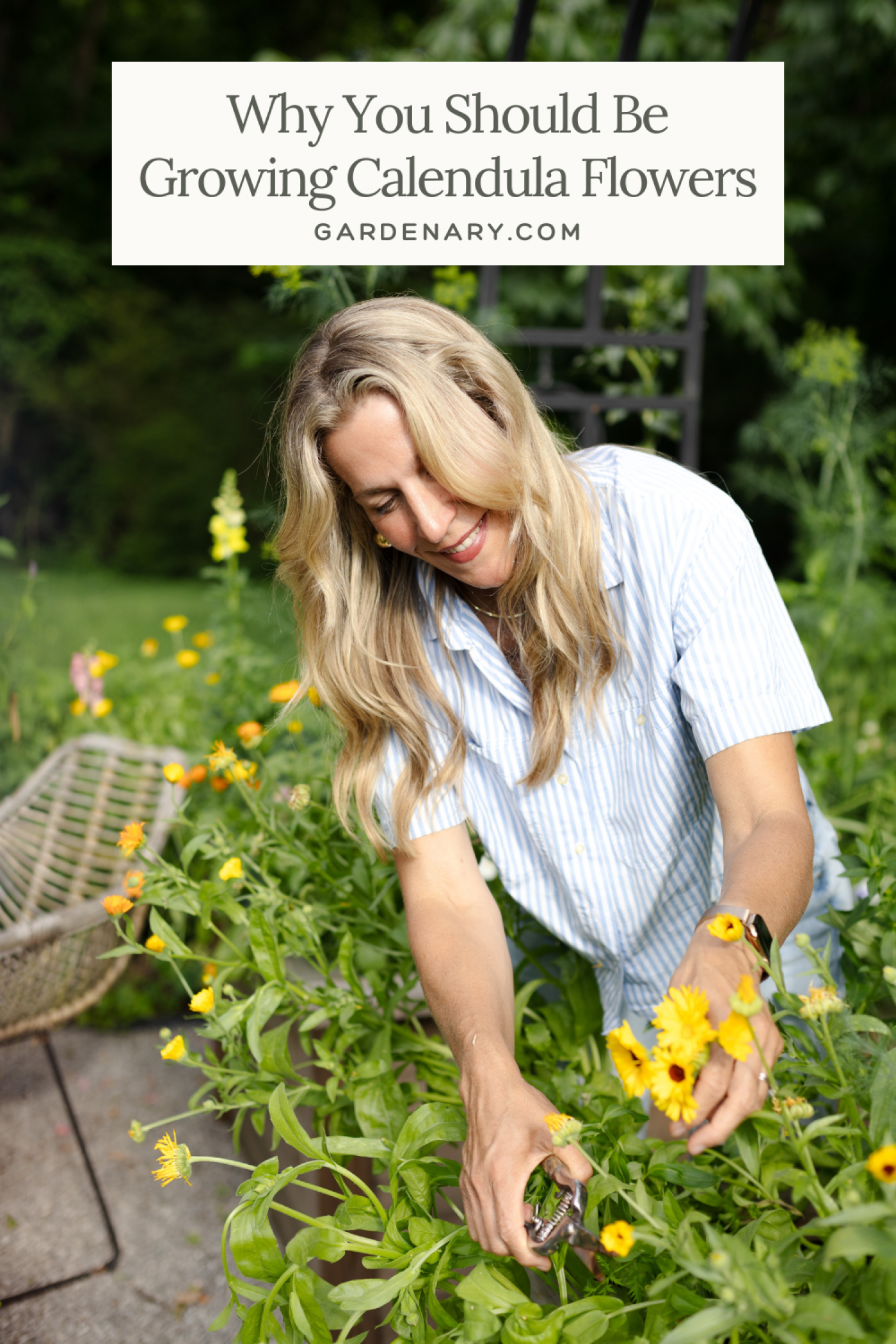 5 Benefits of Growing Calendula Flowers in Your Vegetable Garden pin