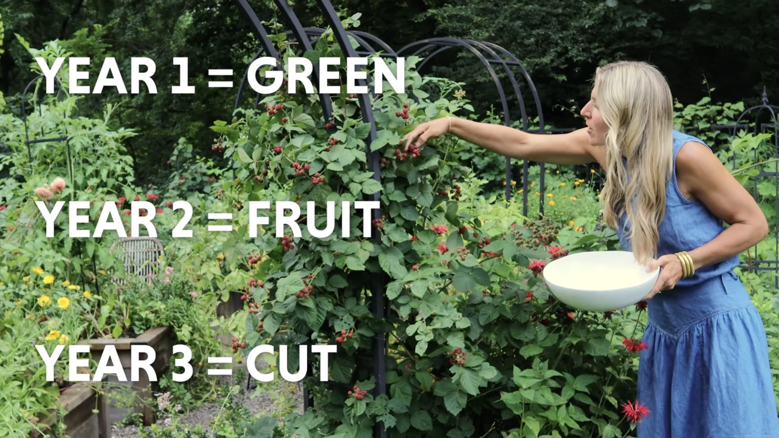 a photo explaining year 1 = green, year 2 = fruit, year 3 = cut