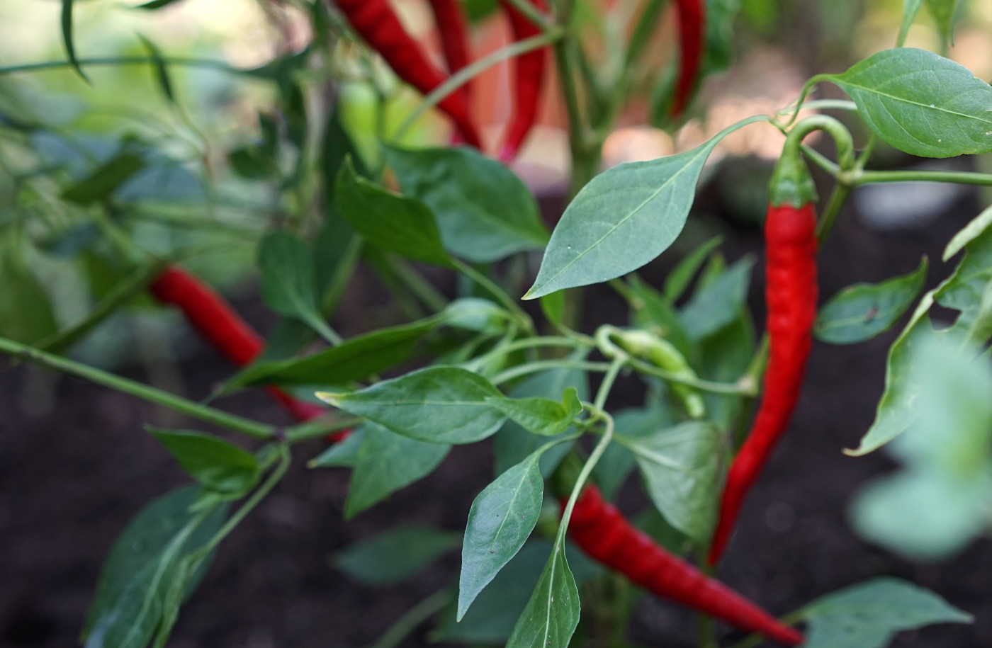 cayenne peppers