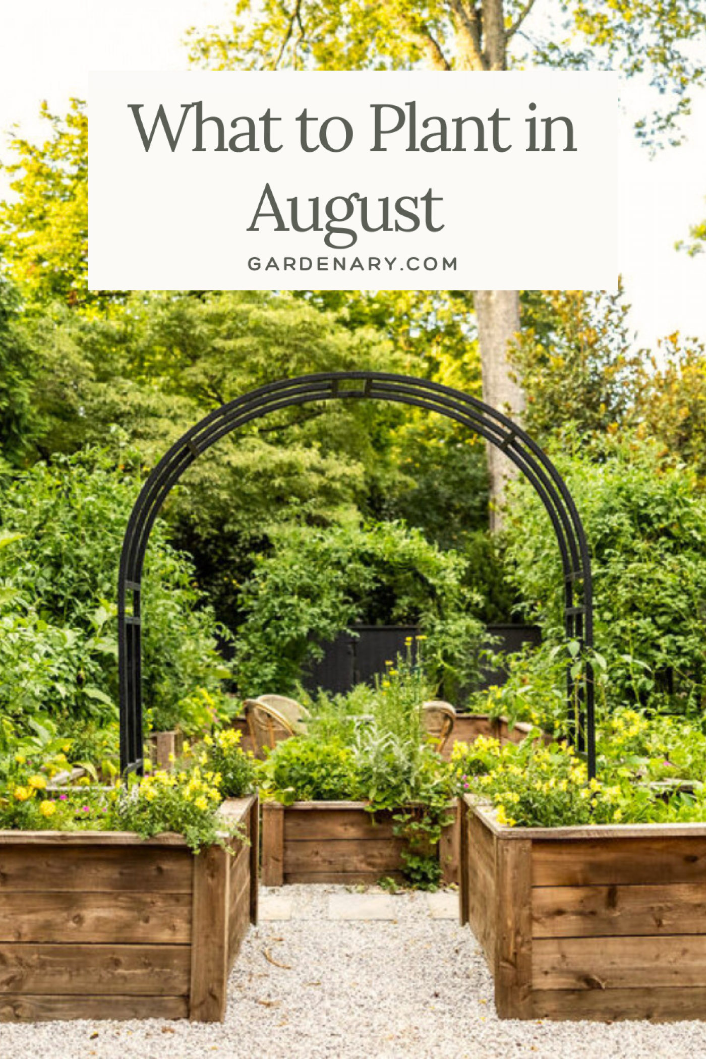 What to Plant in August in Your Kitchen Garden