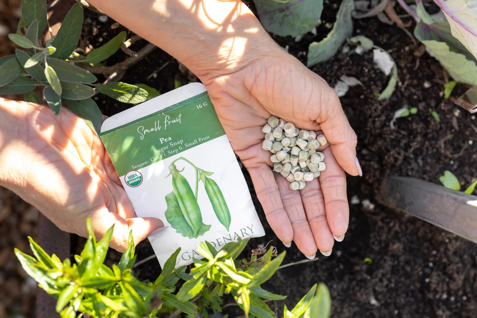 sugar snap pea seeds in a hand