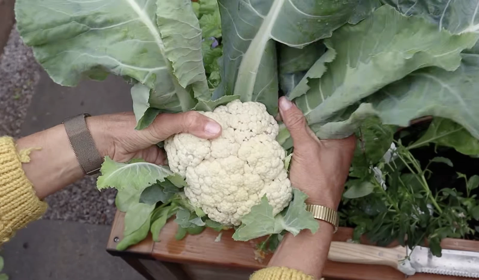hands holding cauliflower