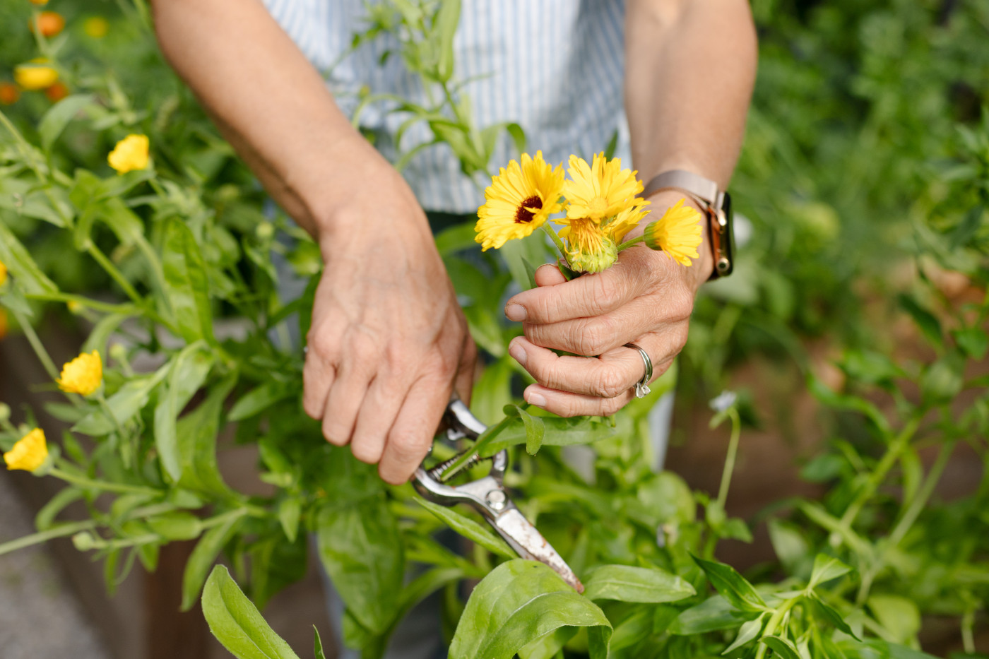 harvesting calendula flowers