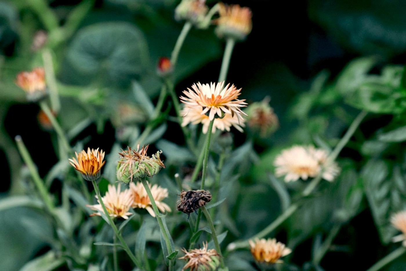 calendula blooms in different stages