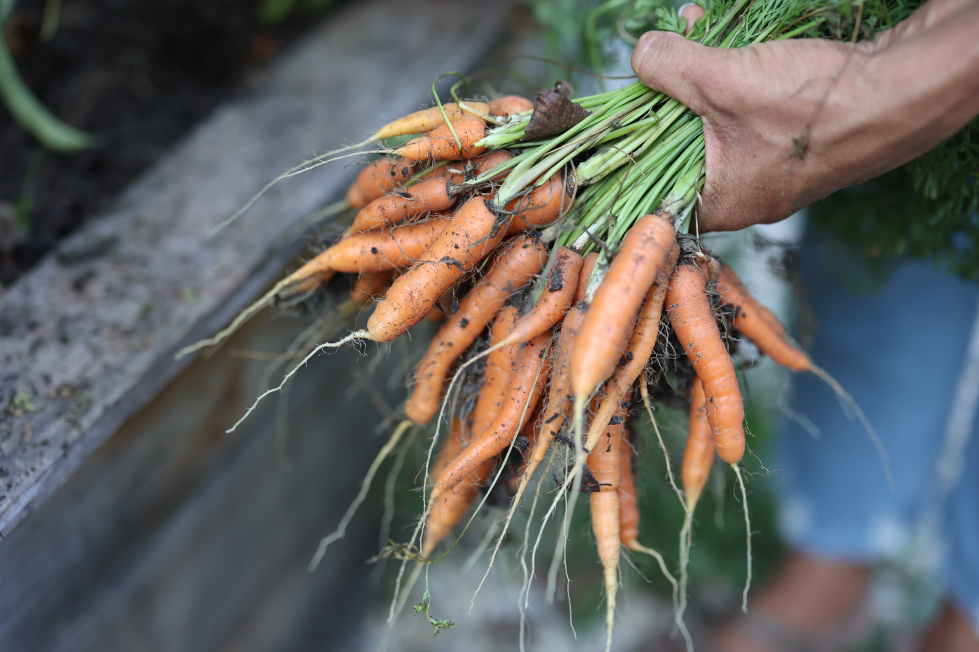3 Signs Your Carrots Are Ready to Be Harvested from the Garden • Gardenary