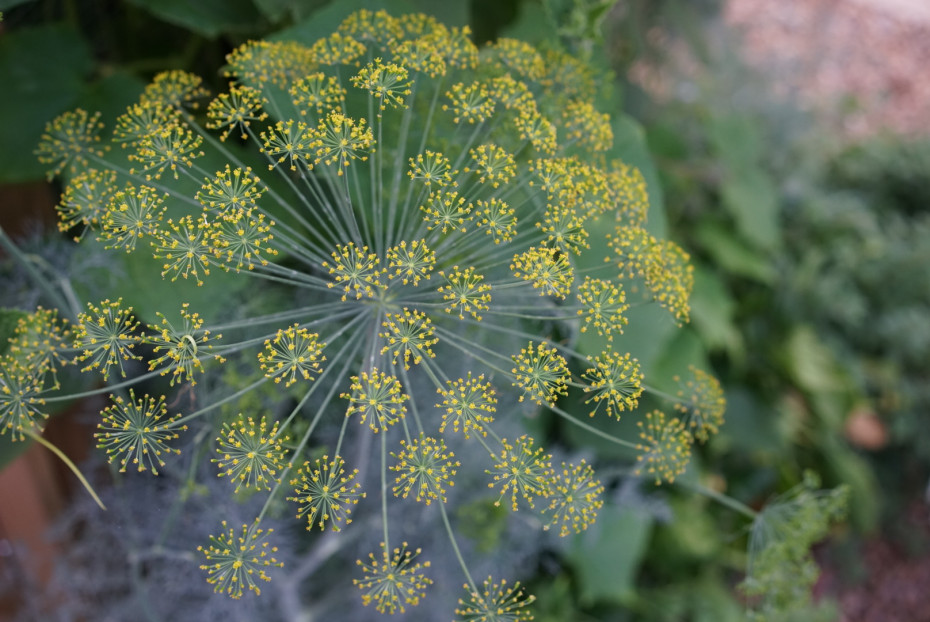 dill flowers