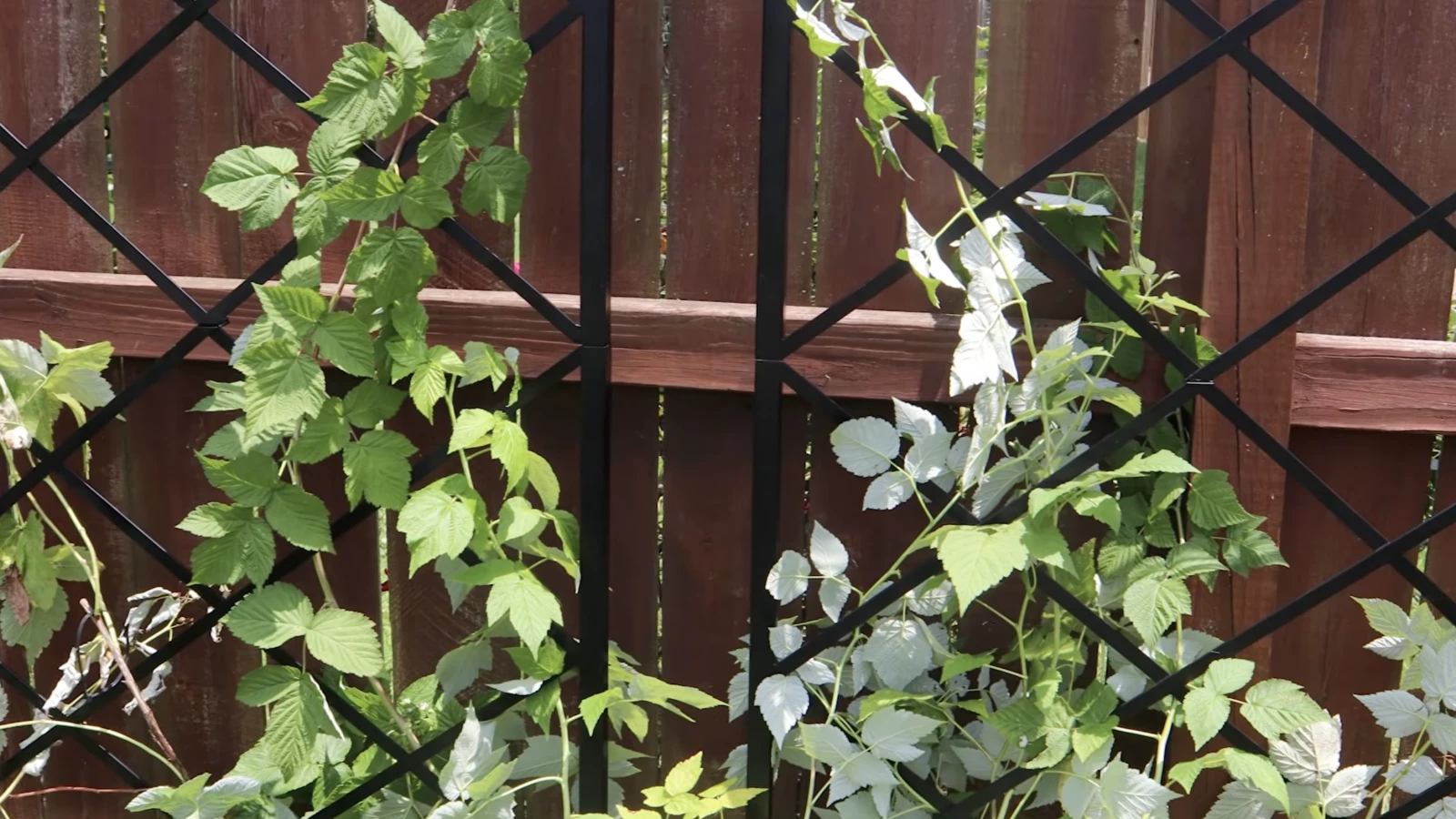 Berry vines woven up a panel trellis in front of a fenceline.