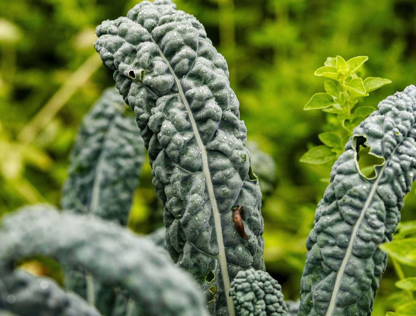 slug on kale leaf