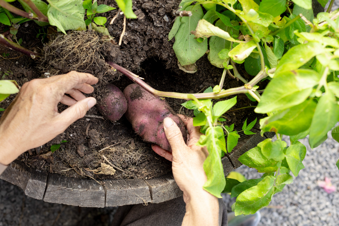 harvest potatoes when the leaves die back