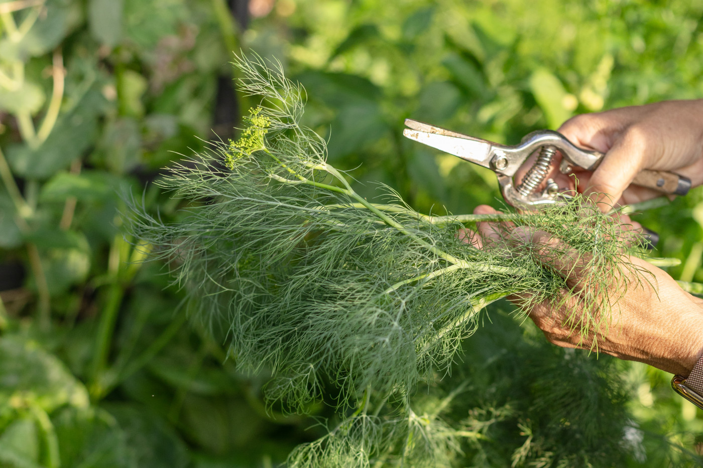 harvesting herbs to transition between seasons