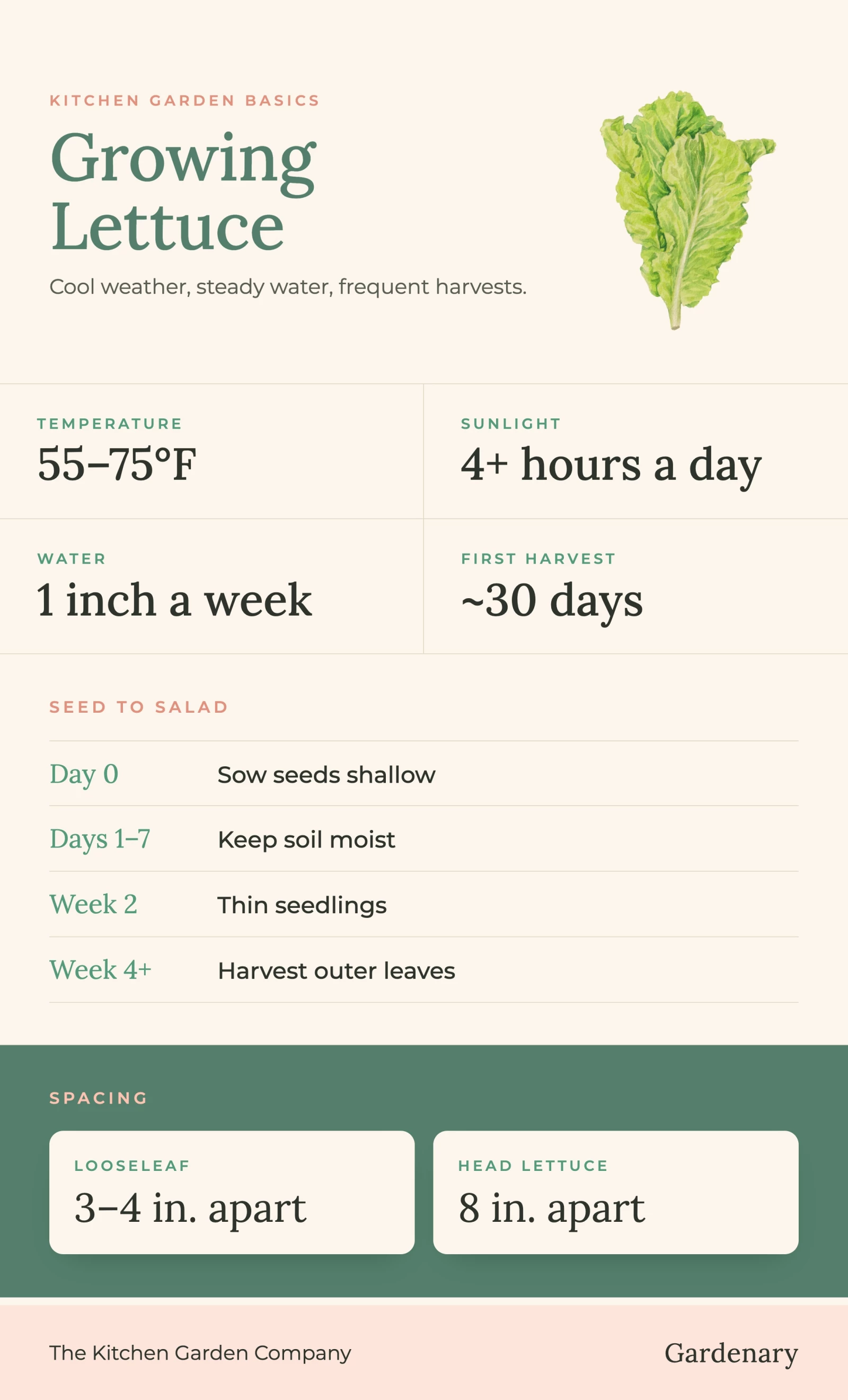 lettuce growing inforgraphic